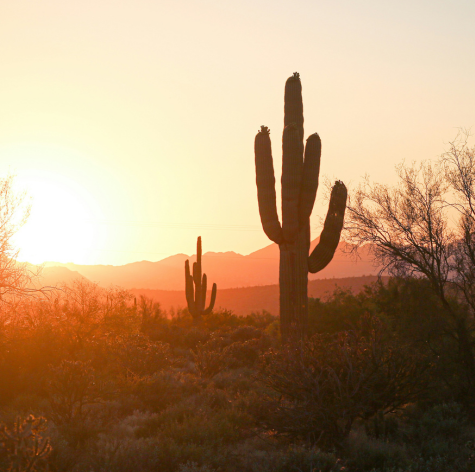 Agência de Marketing para Brasileiros em Phoenix, AZ